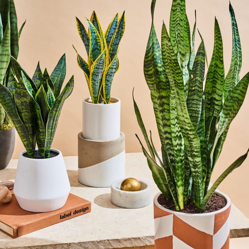 Sansevieria - kunstplant