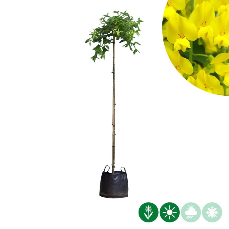 Laburnum Pendulum - treurvorm