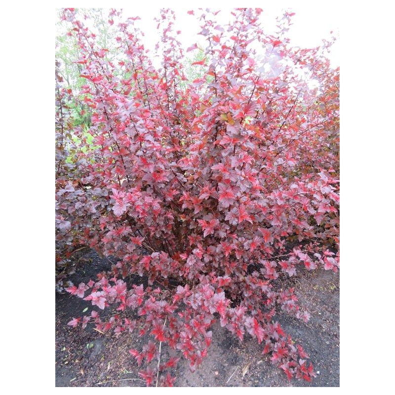 Physocarpus Lady in Red