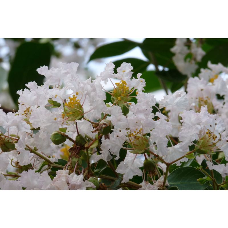 Lagerstroemia Pixie White