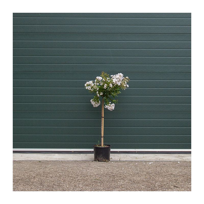 Lagerstroemia Pixie White