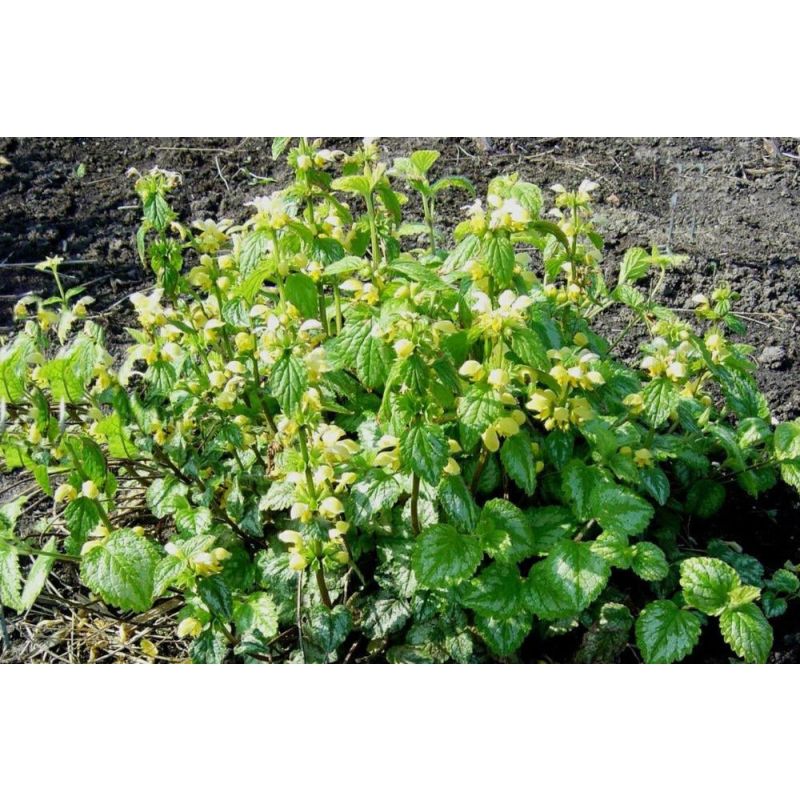 Lamiastrum Florentinum