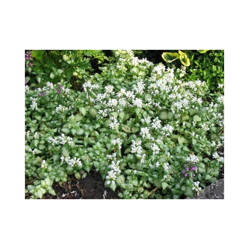  Lamium White Nancy 