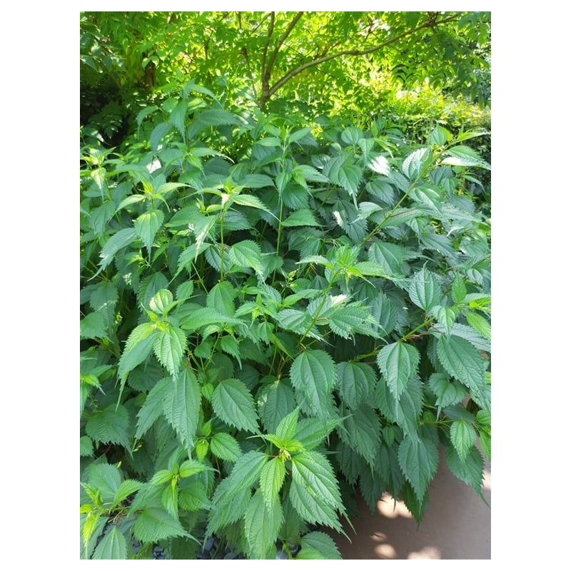  Lamium orvala 