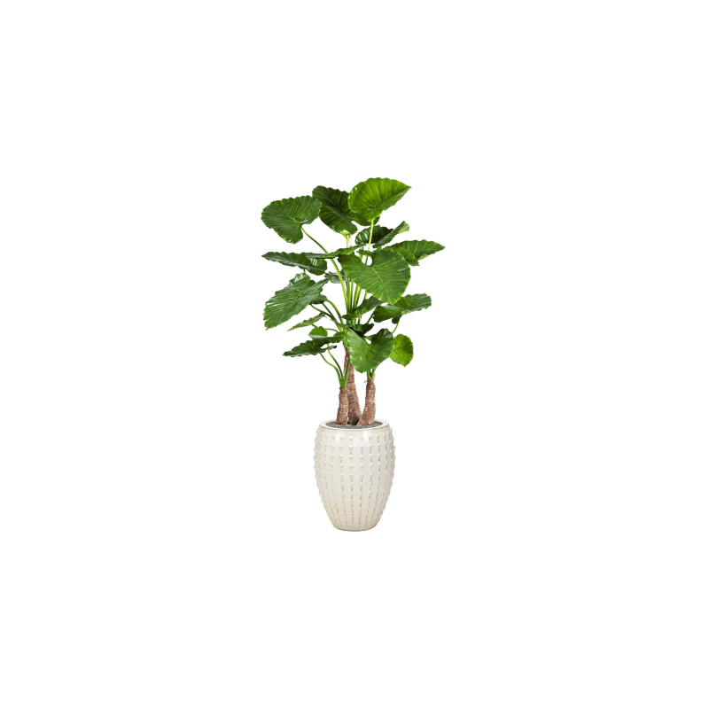 Alocasia Calidora in Laos Emperor Wit - kunstplant