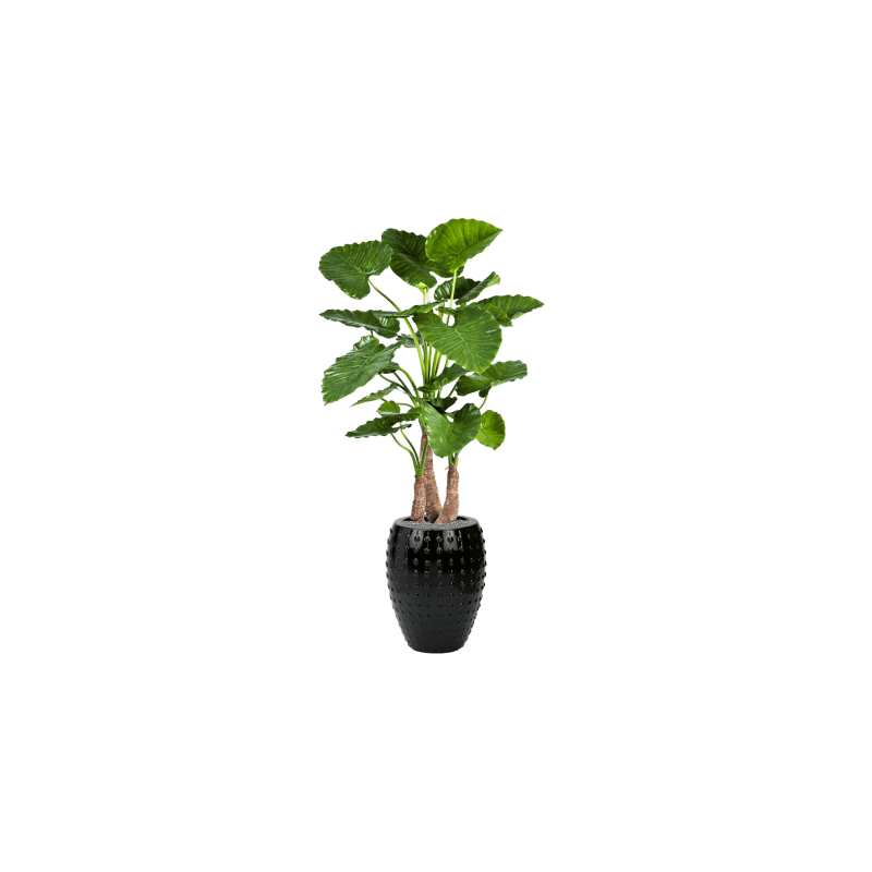 Alocasia Calidora in Laos Emperor Zwart - kunstplant