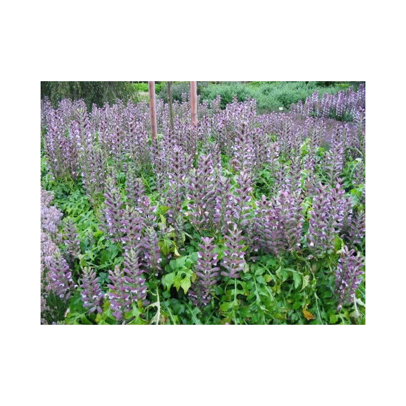 Acanthus Latifolius