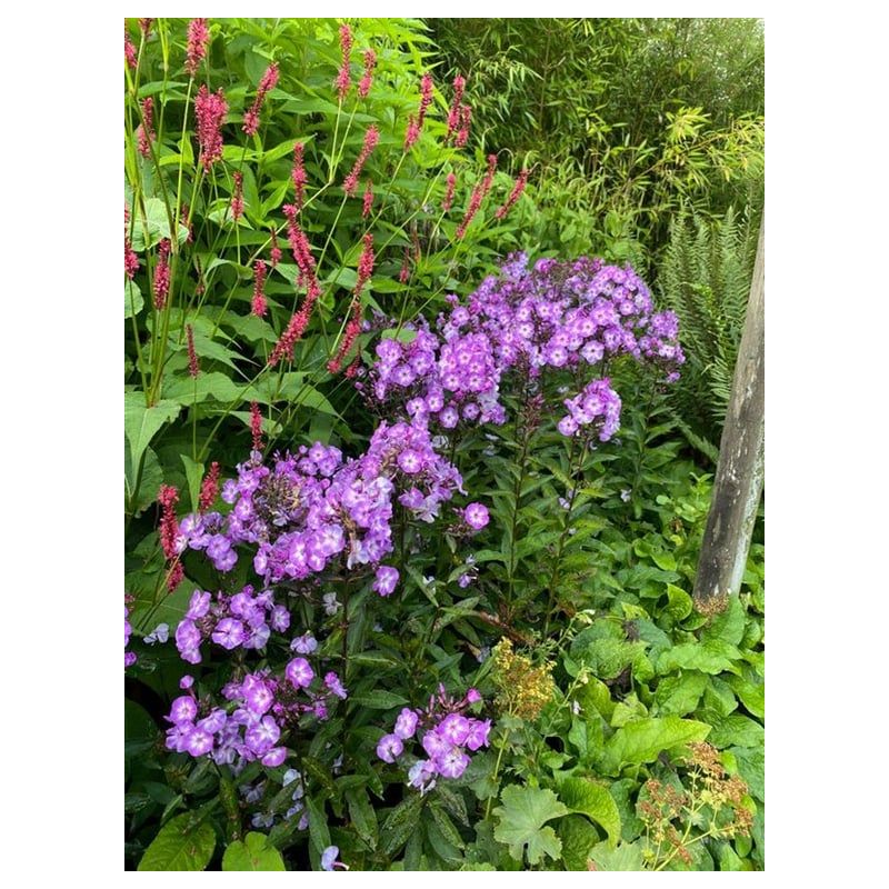 Phlox Laura