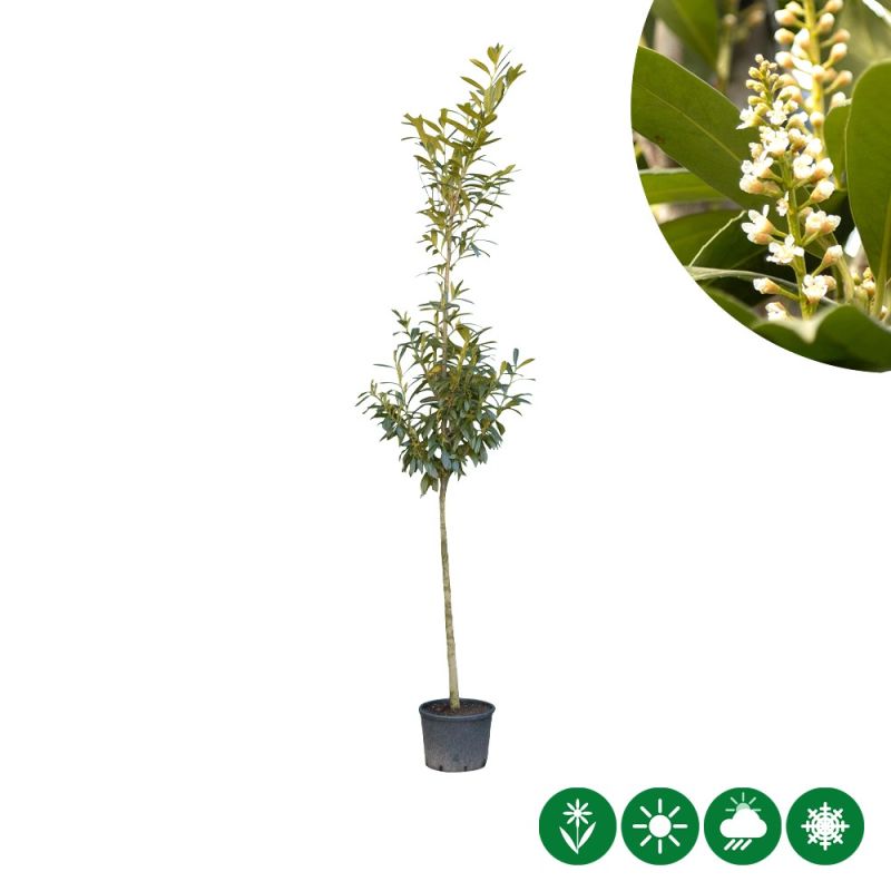 Prunus Laurocerasus