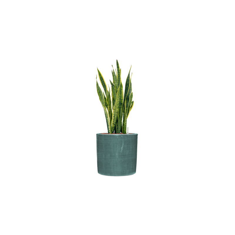 Sansevieria Laurentii