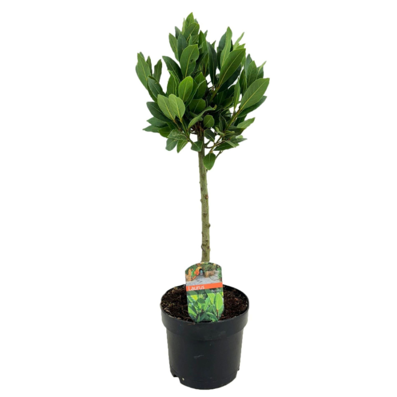 Laurus nobilis op stam