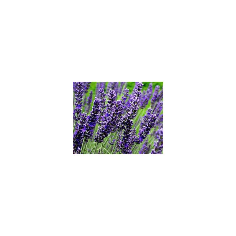 Lavandula Munstead - biologisch
