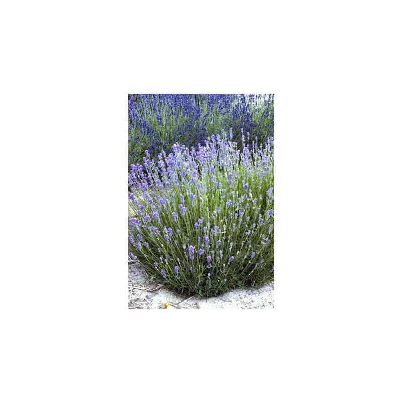 Lavandula Munstead - biologisch