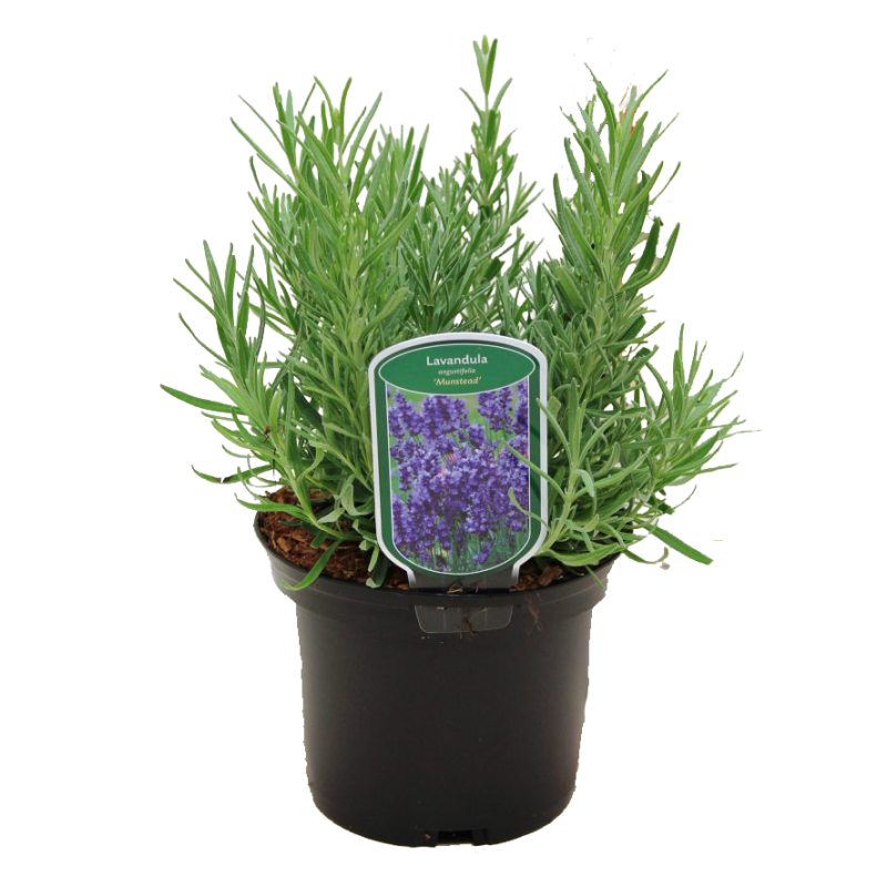 Lavandula Munstead - biologisch