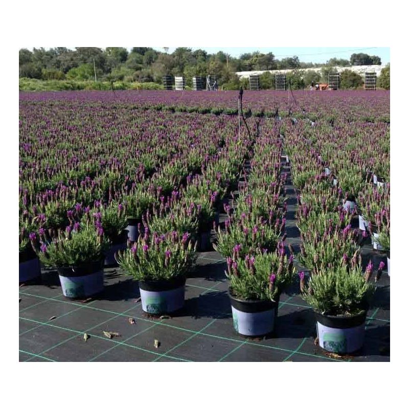 Lavandula stoechas 