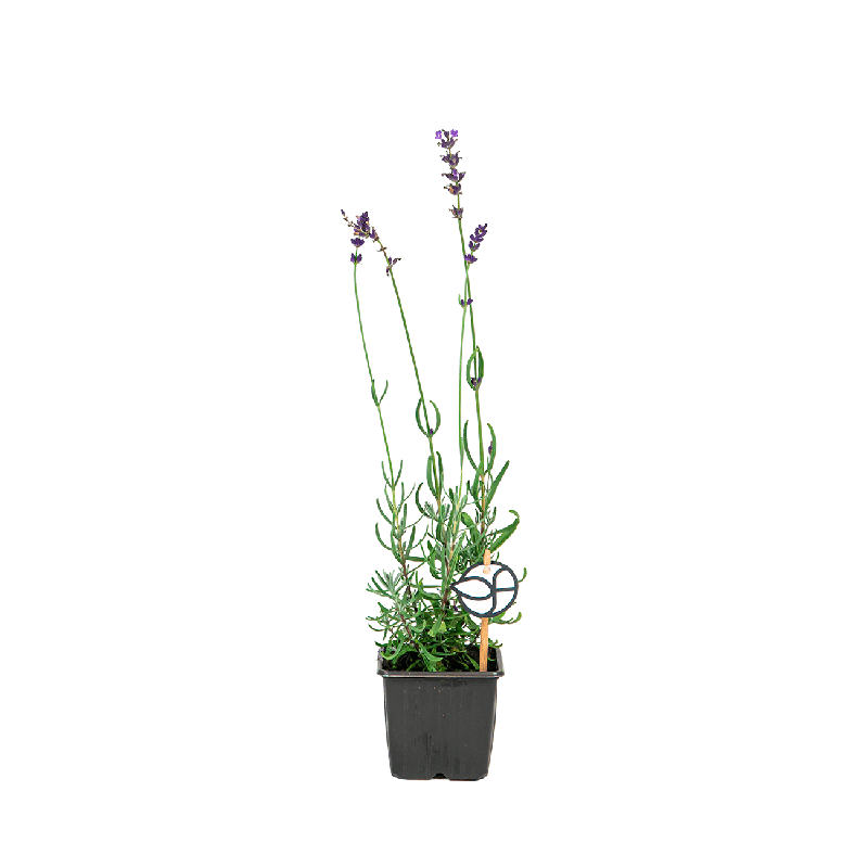 Lavandula Hidcote