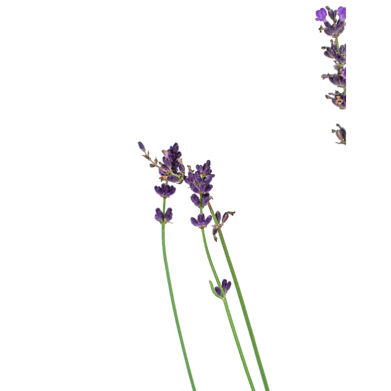 Lavandula Hidcote