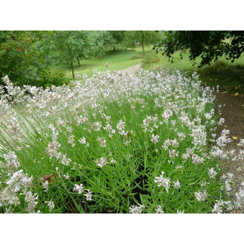 Lavandula Rosea 