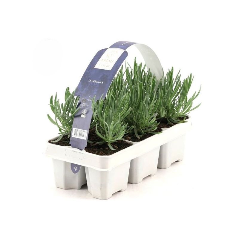 Lavendel 6-pack