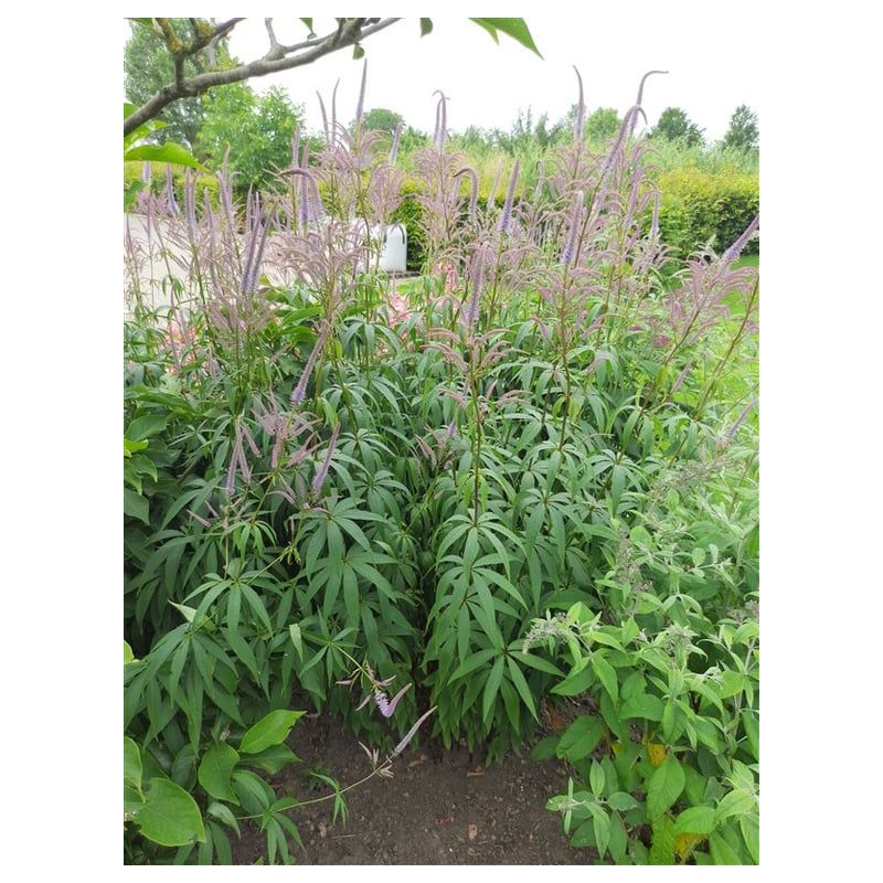 Veronicastrum Lavendelturm