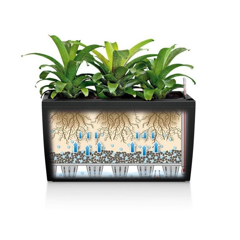 Areca Lutescens in watergevende Cararo zilver