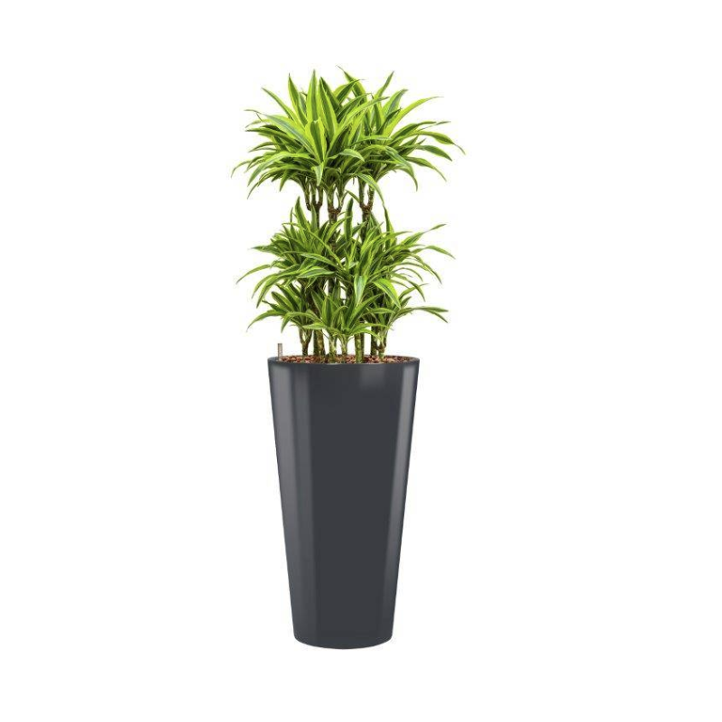Dracaena Lemon Lime hydrocultuur in Runner rond antraciet