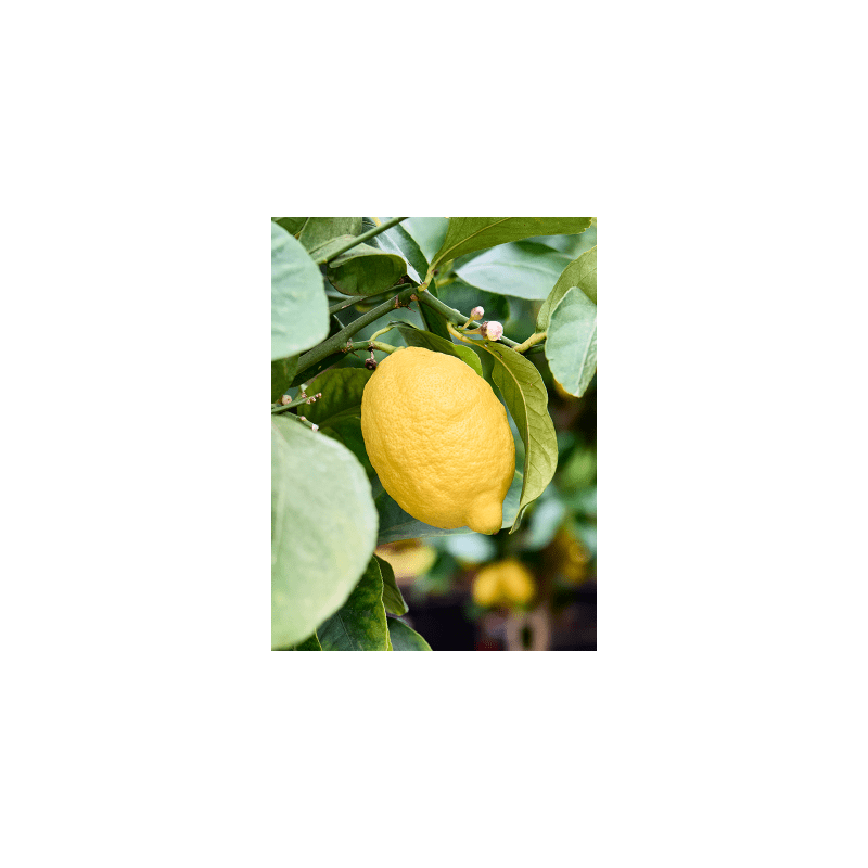 Citrus lemon piramide