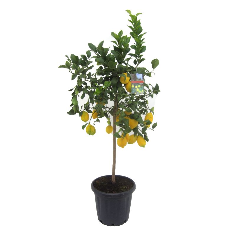 Citrus lemon