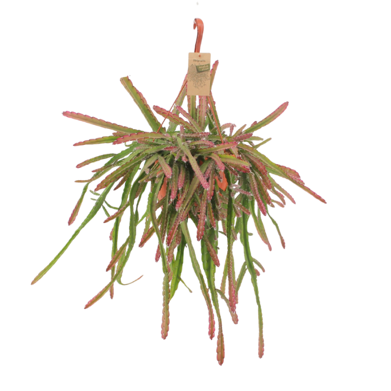 Lepisimum Red Tip