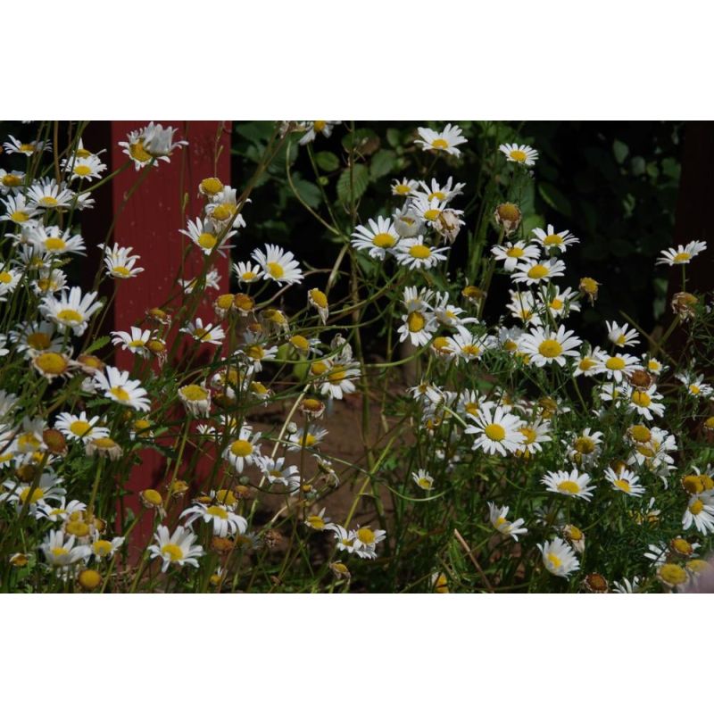 Leucanthemum Maikonigin