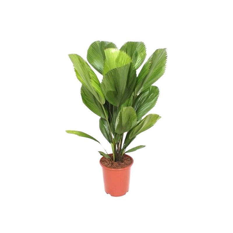 Licuala grandis 