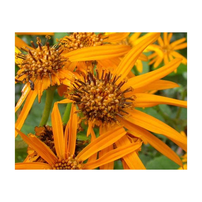 Ligularia Othello