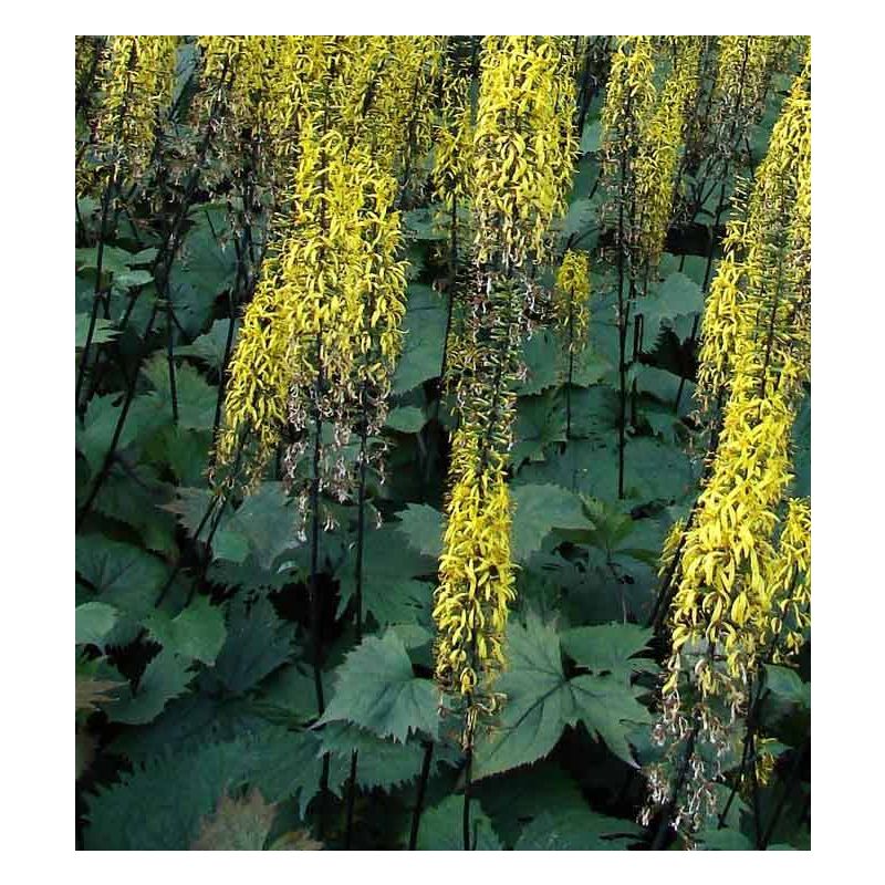 Ligularia The Rocket