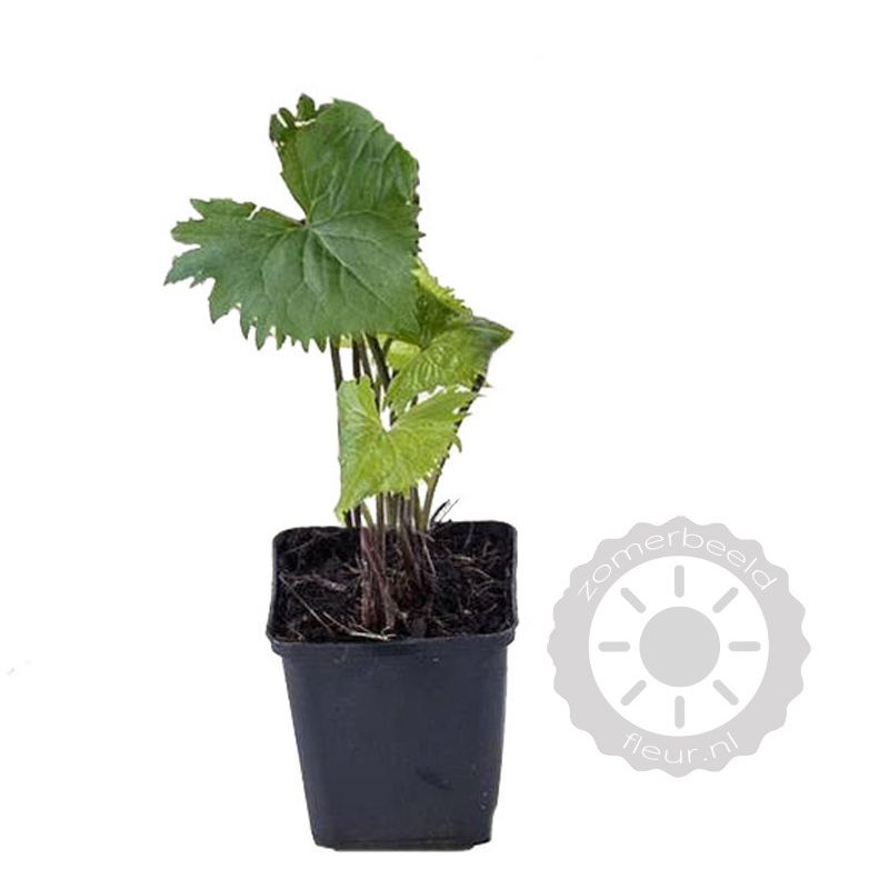 Ligularia The Rocket