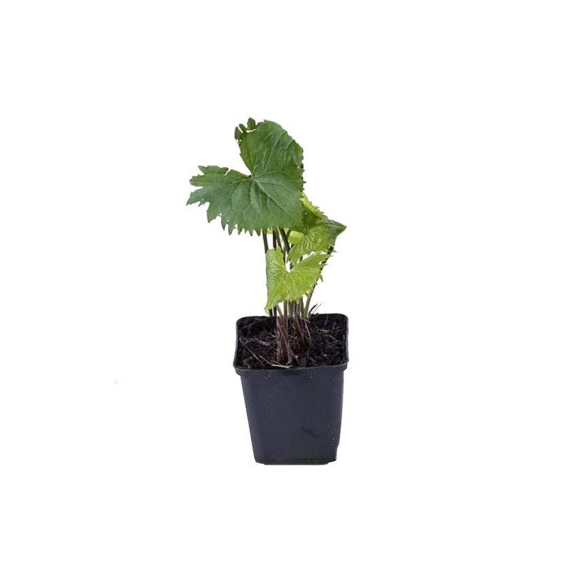 Ligularia The Rocket