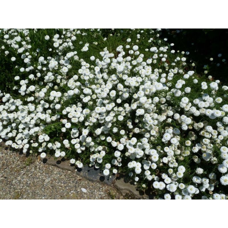 Chamaemelum Ligulosum