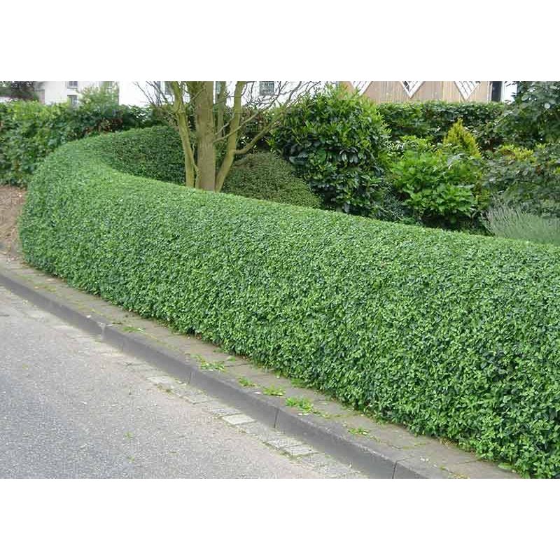 Ligustrum ovalifolium haag