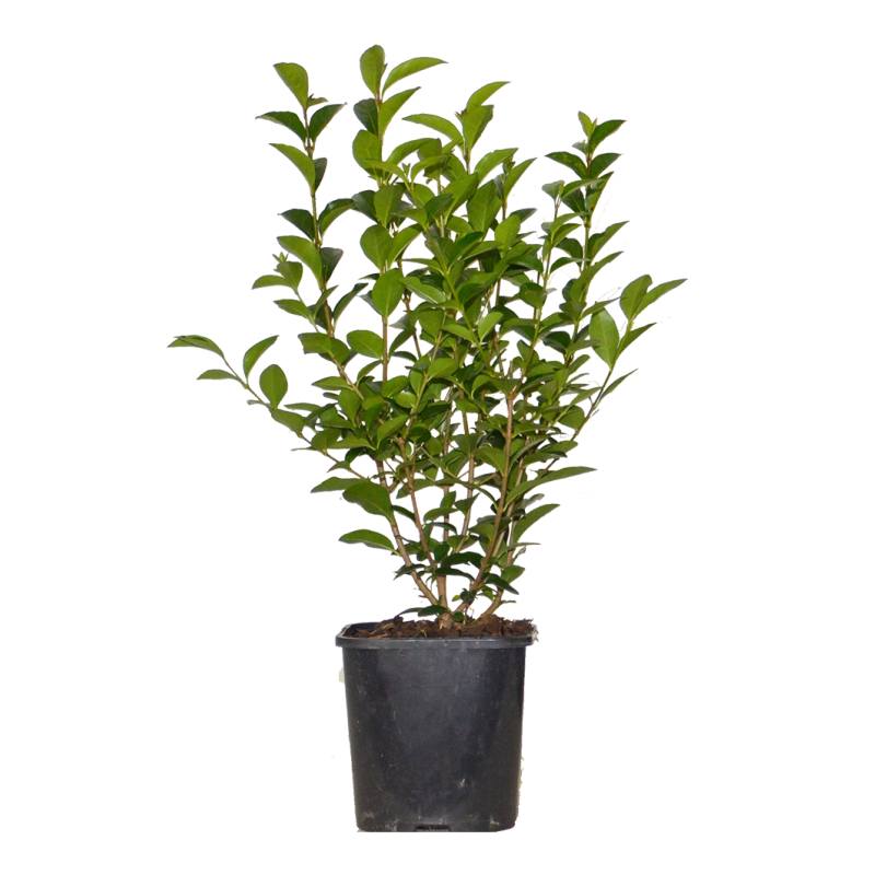 philodendron melanochrysum small leaves Philodendron Melanochrysum – HappiestPlants main image 0