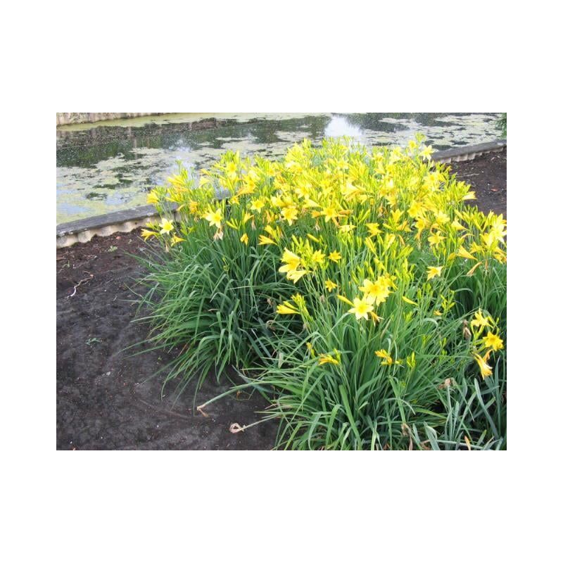 Hemerocallis lilioasphodelus 