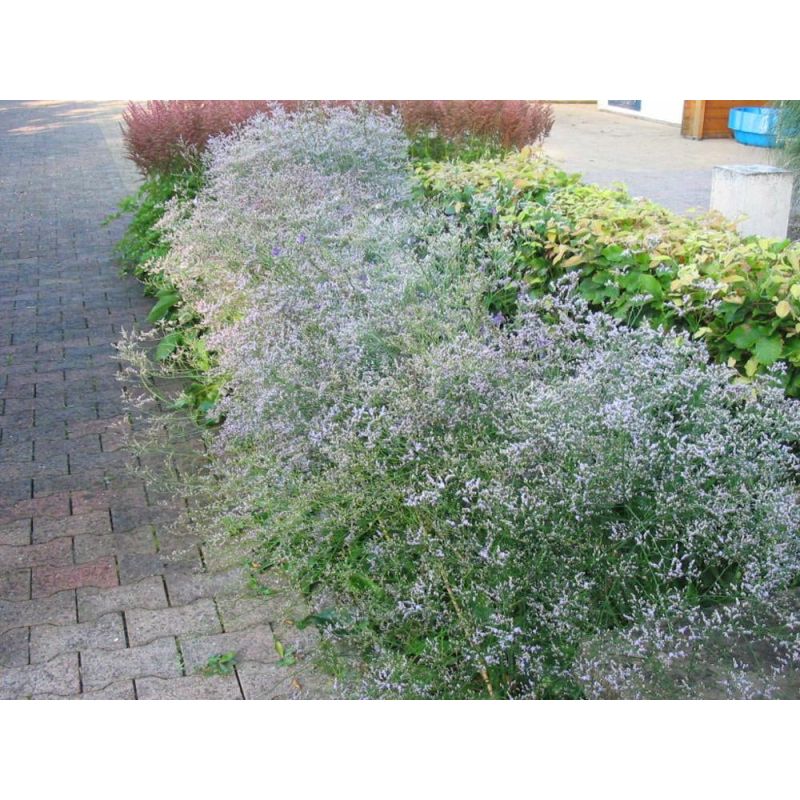 Limonium latifolium 