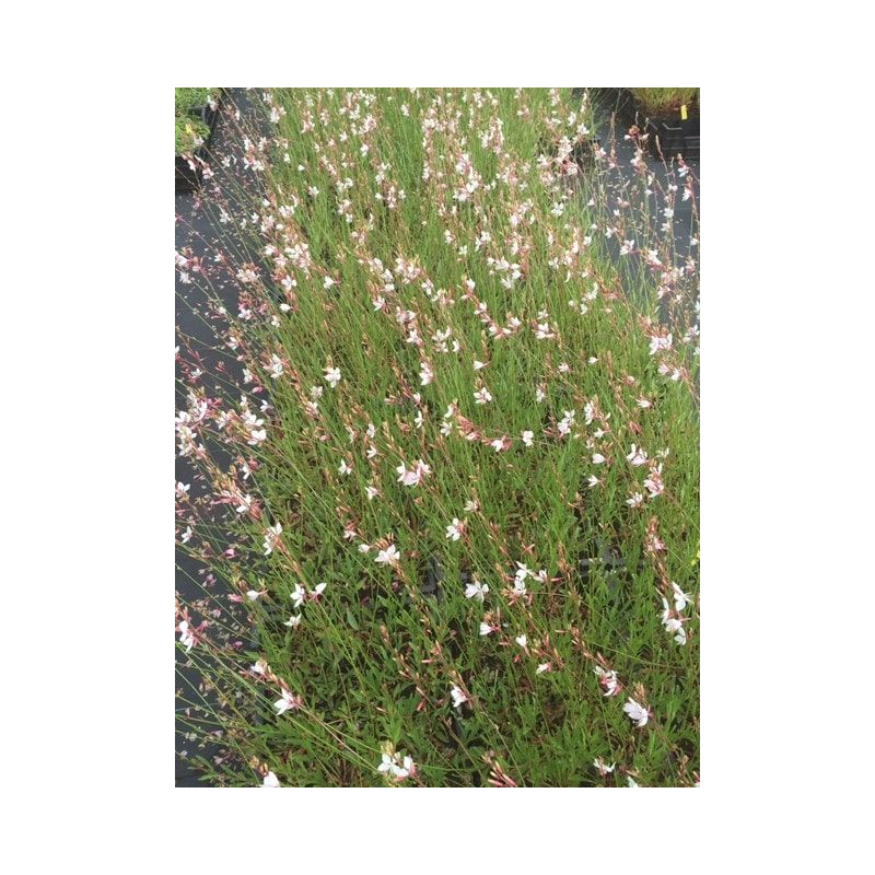 Gaura lindheimeri 