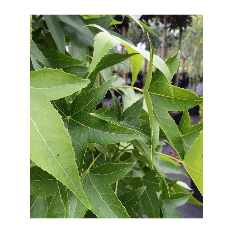 Liquidambar styraciflua - laagstam