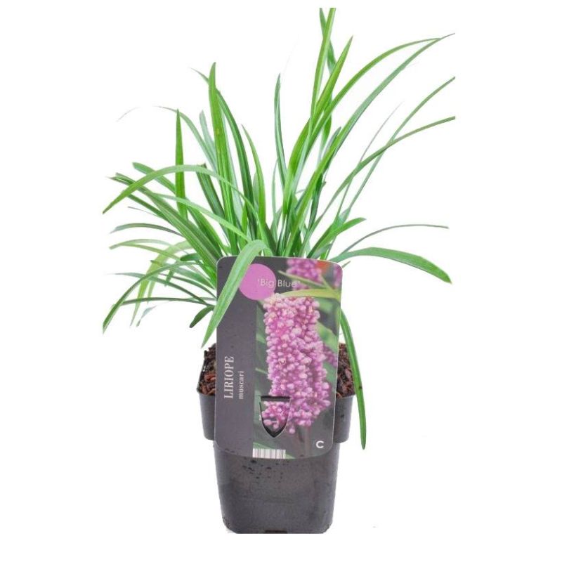 Liriope Big Blue