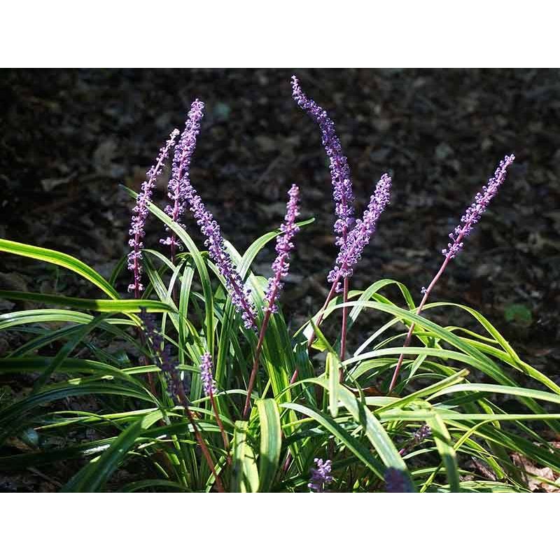 Liriope Gold Banded
