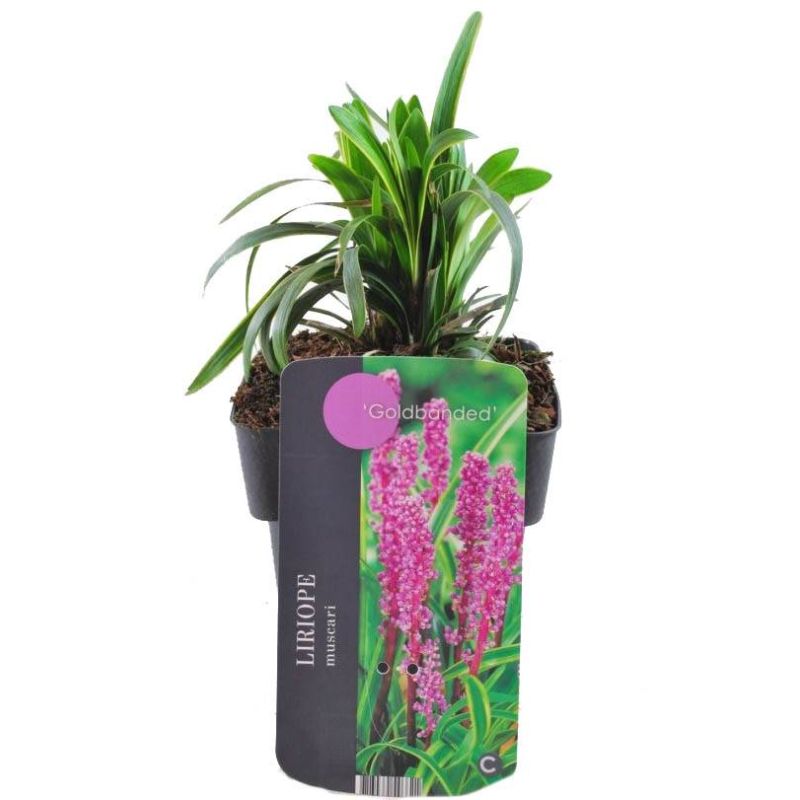 Liriope Gold Banded