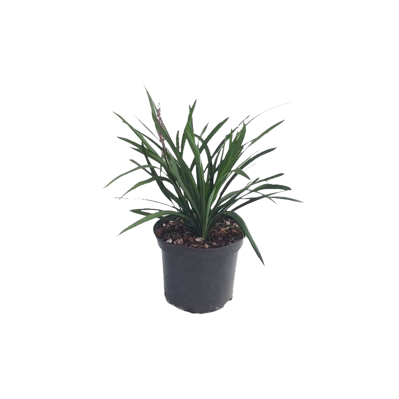 Liriope Moneymaker