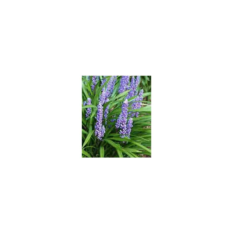 Liriope Moneymaker