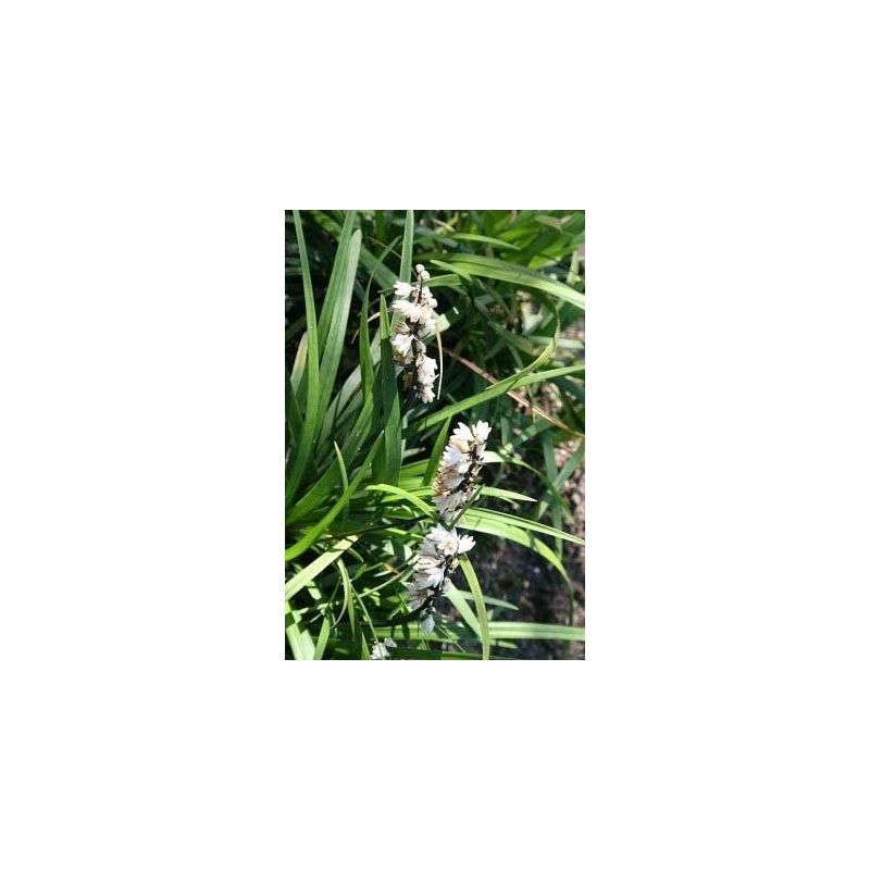 Liriope Monroe White