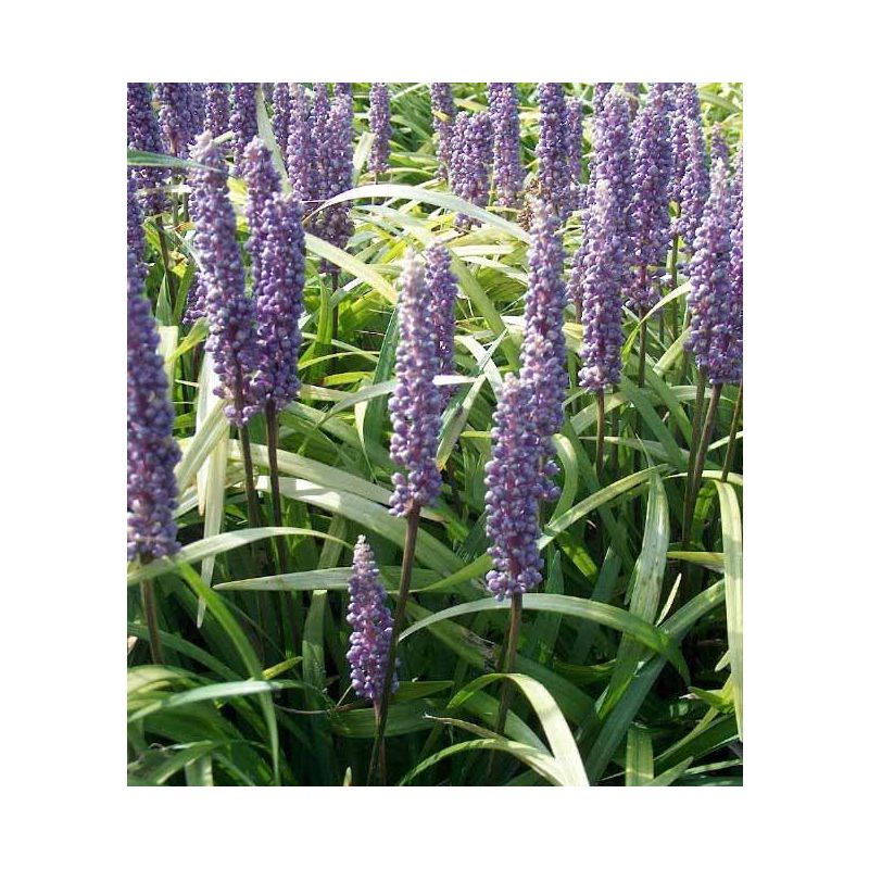 Liriope muscari 