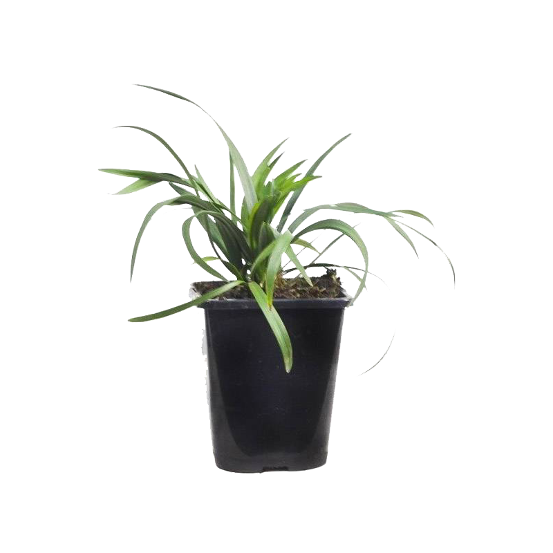 Liriope muscari 